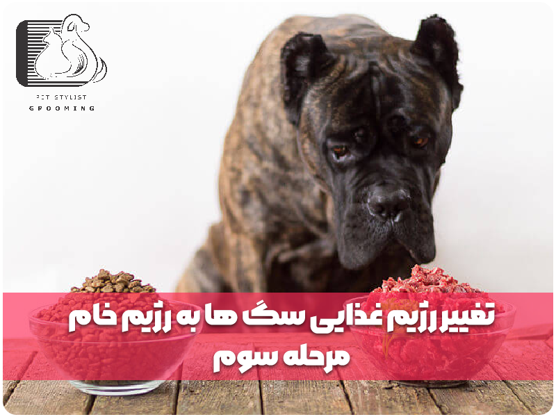 تغییر رژیم غذایی سگ‌ها به رژیم خام: مرحله‌ی سوم